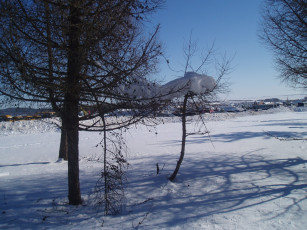 Картинка природа зима зимой лес