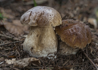 Картинка природа грибы грибок