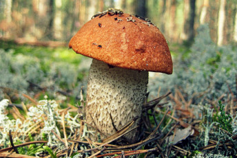 Картинка природа грибы грибок