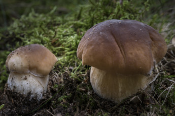 Картинка природа грибы грибок