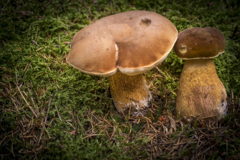 Картинка природа грибы грибок