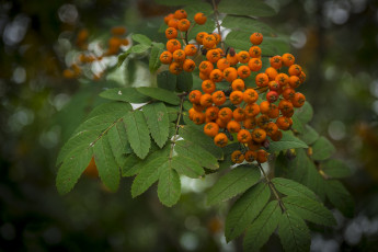 Картинка природа Ягоды +рябина гроздь