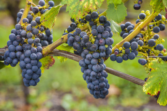 Картинка природа Ягоды +виноград лоза