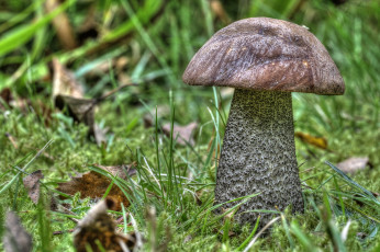 Картинка природа грибы грибок