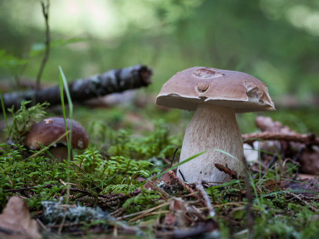 Обои картинки фото природа, грибы, грибок