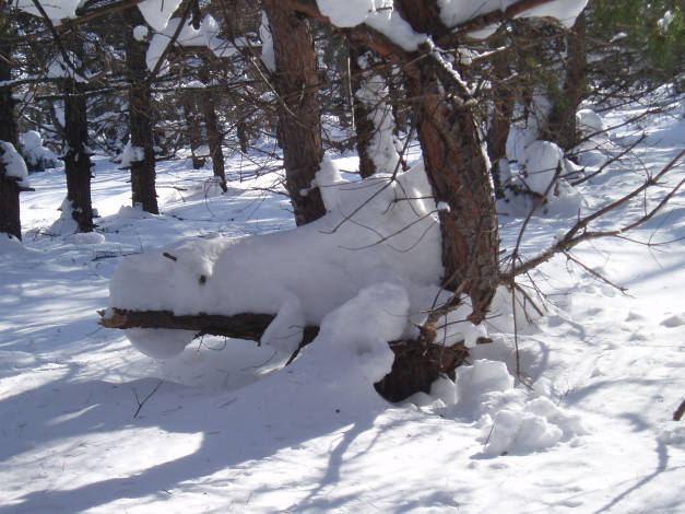 Обои картинки фото зимой, природа, зима, лес, парк, природа зимой, деревья, снег, зимний лес, зимний парк, парк зимой