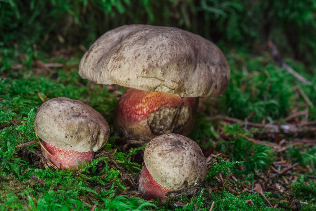 Обои картинки фото природа, грибы, грибок