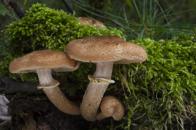 Обои картинки фото природа, грибы, грибок