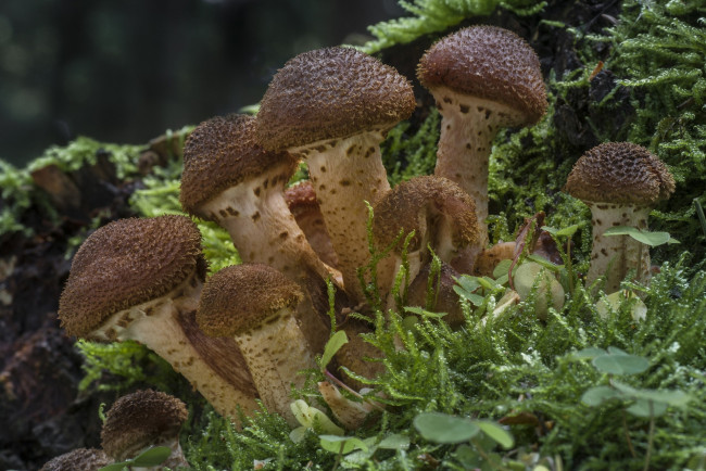 Обои картинки фото природа, грибы, грибок