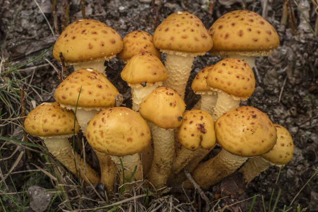 Обои картинки фото природа, грибы, грибок