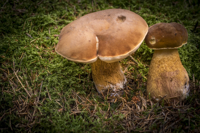 Обои картинки фото природа, грибы, грибок