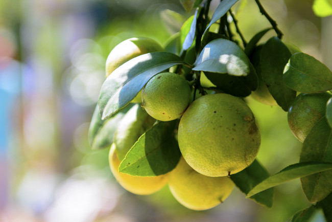 Обои картинки фото природа, плоды, цитрус, листья, дерево, лайм