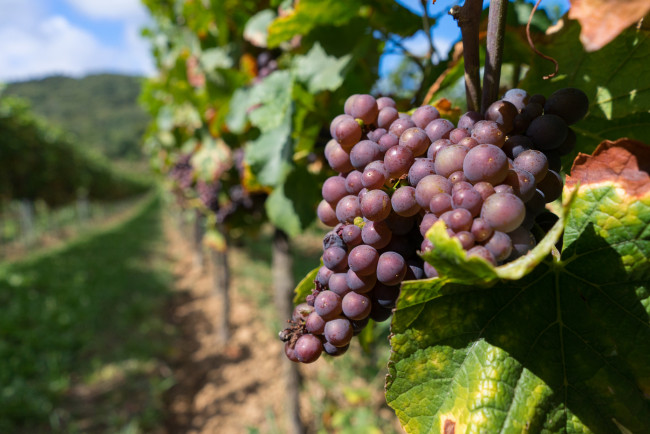 Обои картинки фото природа, Ягоды,  виноград, лоза