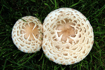 Картинка природа грибы макро