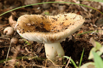 Картинка природа грибы макро