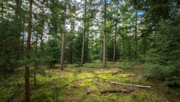 Картинка природа лес брёвна