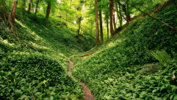 Картинка природа лес холмы