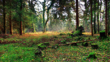 Картинка природа лес пеньки