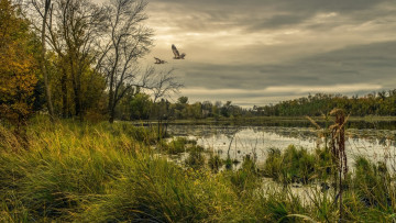 Картинка природа пейзажи птицы водоём