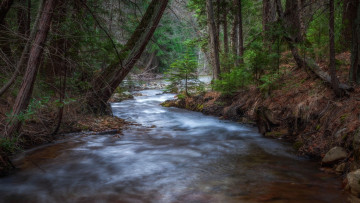 Картинка природа реки озера пеньки лес