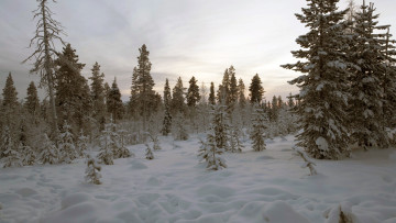 Картинка природа зима лес