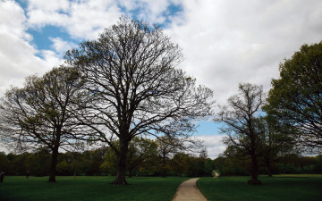 Картинка природа парк аллея