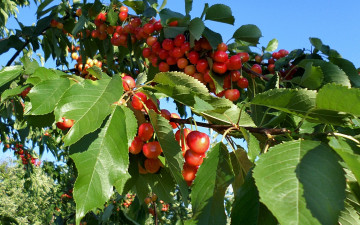 Картинка природа Ягоды Черешня день
