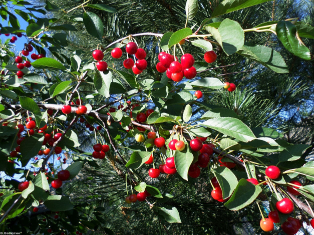 Обои картинки фото природа, Ягоды, день, вишня