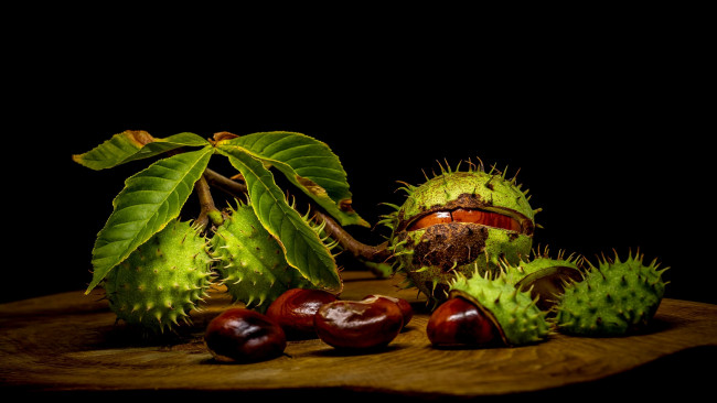 Обои картинки фото еда, орехи,  каштаны,  какао-бобы, колючки, каштан, плоды
