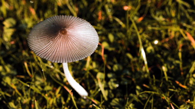 Обои картинки фото природа, грибы, макро