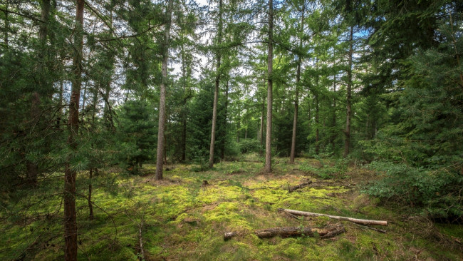 Обои картинки фото природа, лес, брёвна