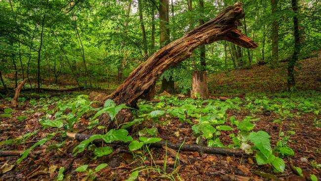 Обои картинки фото природа, лес, лето