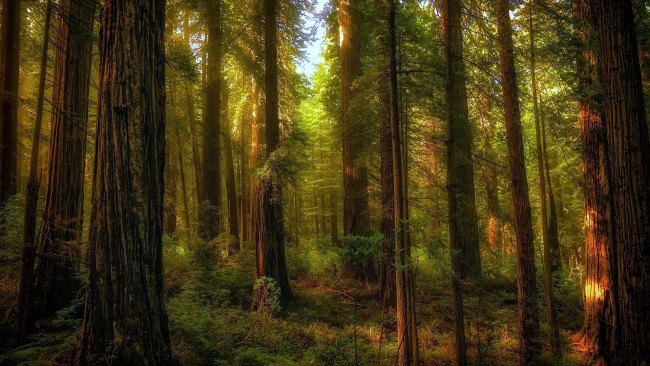 Обои картинки фото природа, лес, лето