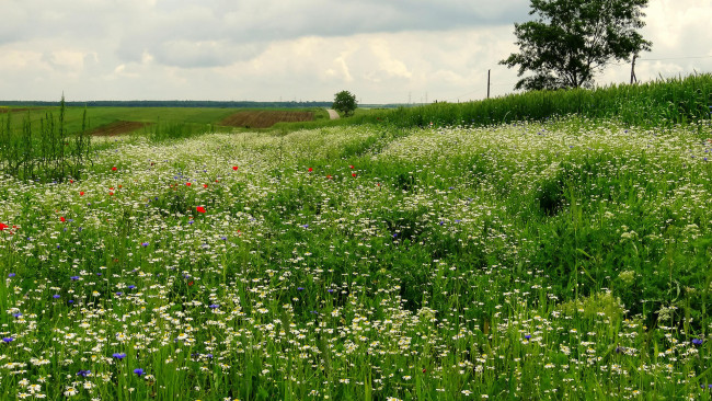 Обои картинки фото природа, луга, луг, ромашки