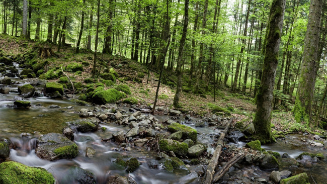 Обои картинки фото природа, реки, озера, лес, река