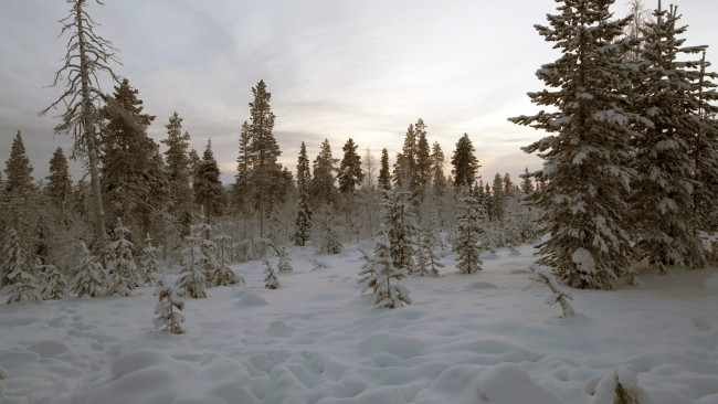 Обои картинки фото природа, зима, лес