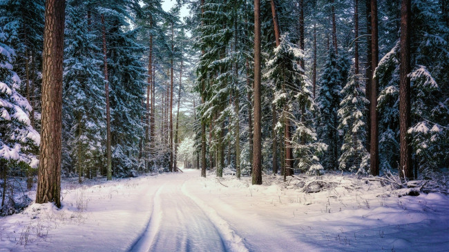 Обои картинки фото природа, зима, лес