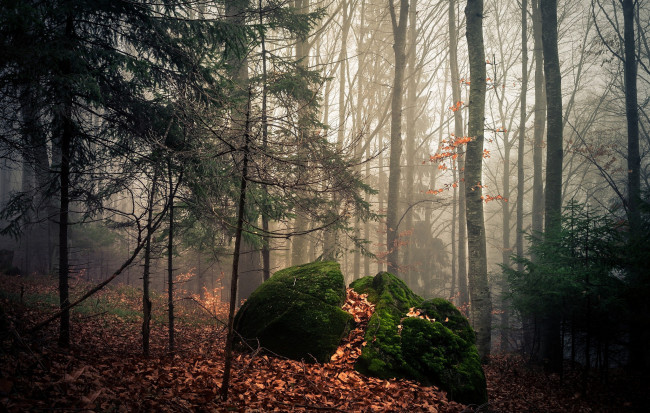 Обои картинки фото природа, лес, мох, дымка, листва, камни