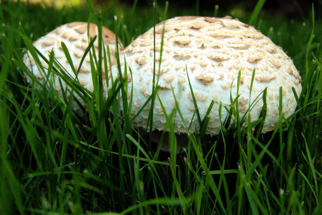 Обои картинки фото природа, грибы, макро