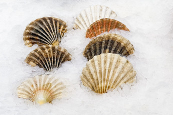 Картинка еда рыба +морепродукты +суши +роллы лед раковины мидии