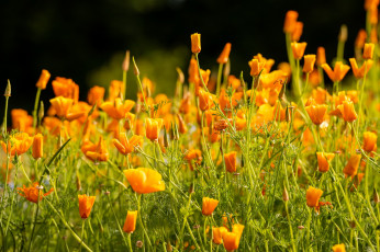 обоя цветы, эшшольция , калифорнийский мак, трава, эшшольция, бутоны