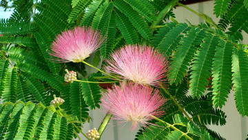 обоя цветы, акация