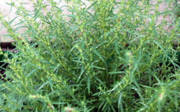 Картинка природа макро куст роса