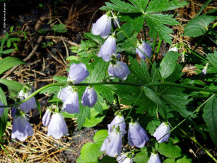 Картинка цветы колокольчики