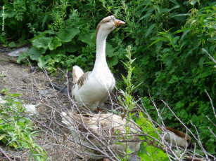 Картинка животные гуси