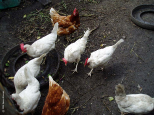 Картинка животные куры петухи