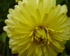 Картинка цветы хризантемы