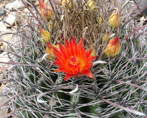 обоя цветы, кактусы