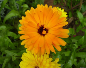 Картинка цветы календула