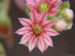 Картинка цветы